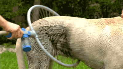 개 목욕시키는 기구.gif | 인스티즈