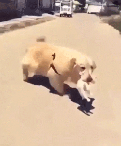 버려진 아기 길고양이를 데려온 인절미 | 인스티즈