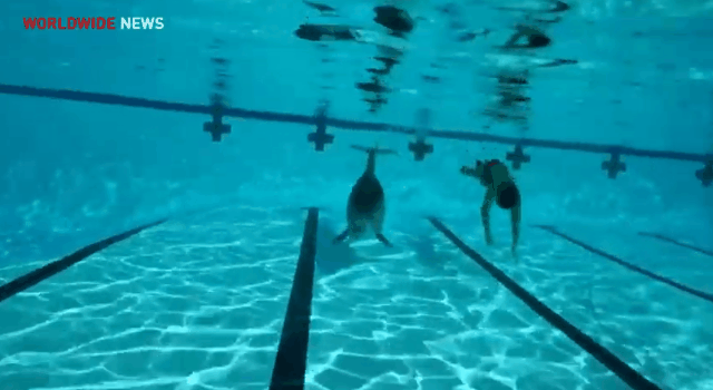 학대 논란 없는 돌고래쇼 돌고래.jpgif | 인스티즈