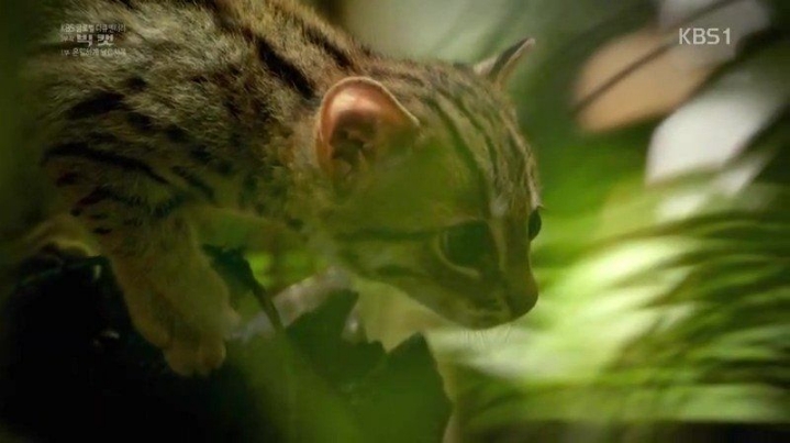 세상에서 작은고양이 | 인스티즈