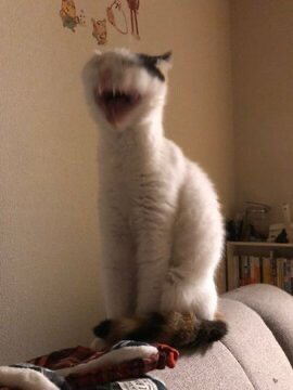 이상한 동물 피규어 모음.jpg | 인스티즈