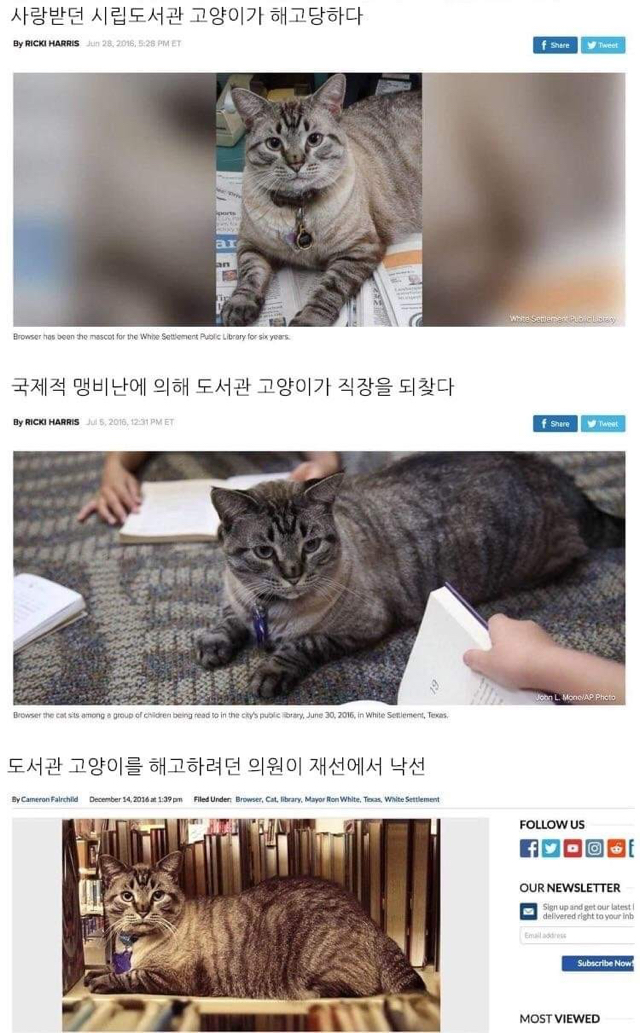 해고당한 냥냥이의 복수 | 인스티즈