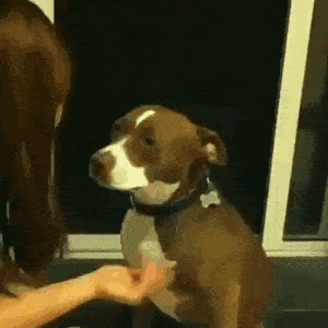 엄살 지리는 댕댕이.GIF | 인스티즈