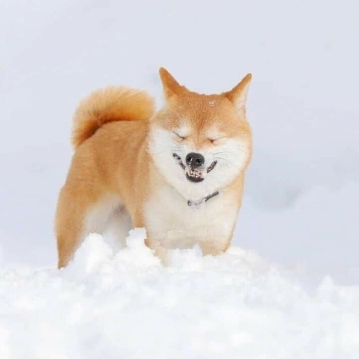 커여운 시바견 | 인스티즈