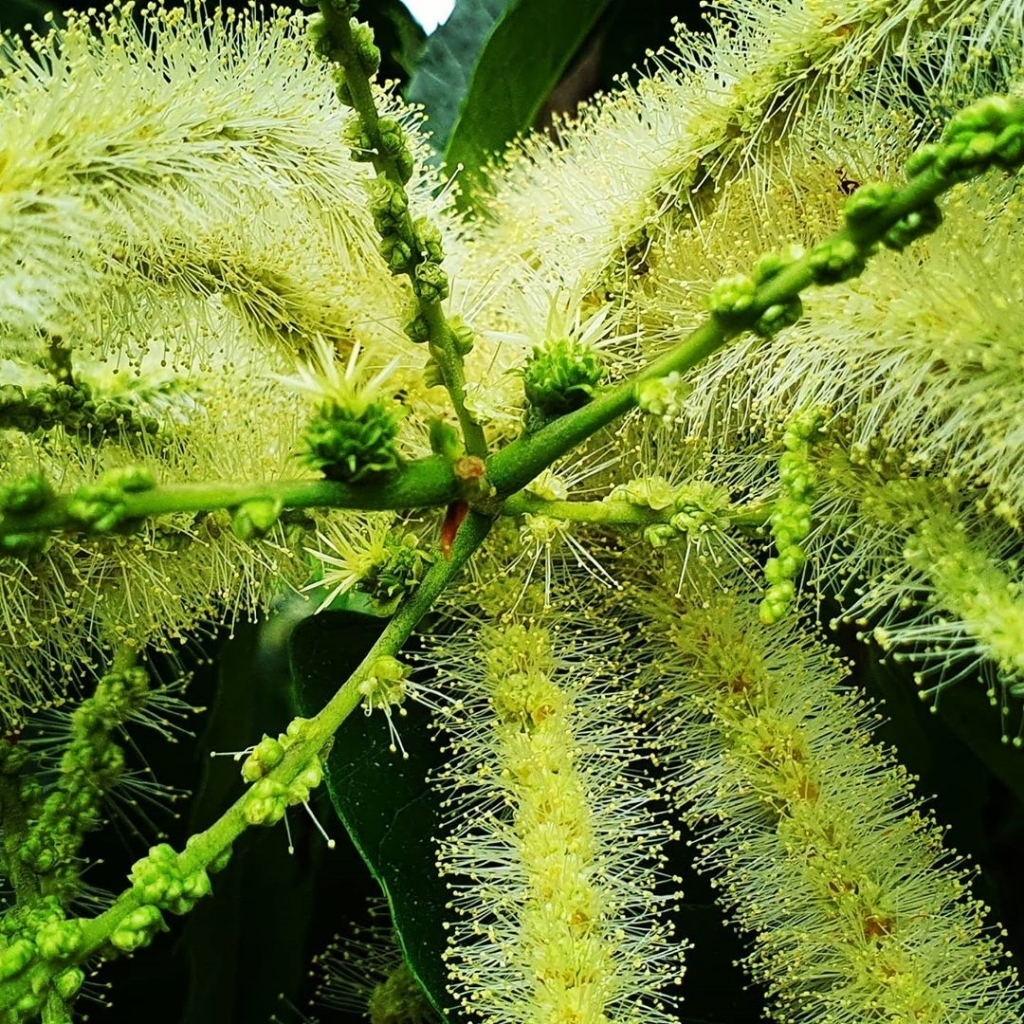 밤나무에 핀 밤꽃.........jpg | 인스티즈