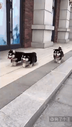 달려 오다가 차례로 떨어지는 솜뭉치 댕댕이들.gif | 인스티즈