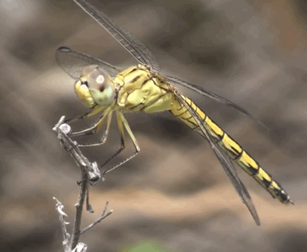 잠자리의 모기 사냥 | 인스티즈