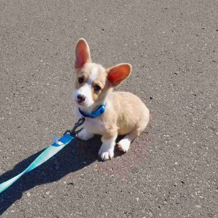 귀여운 댕댕이 짤들 | 인스티즈