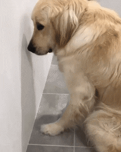 사고치고 벽보고 있는 댕댕이.gif | 인스티즈