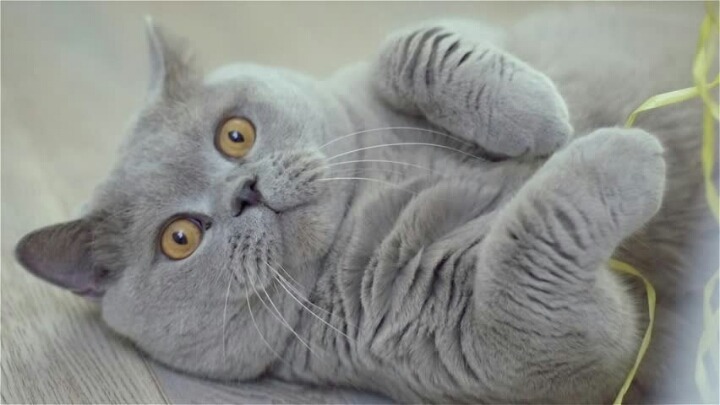 둘 중 더 본인 취향인 고양이는??.jpg | 인스티즈