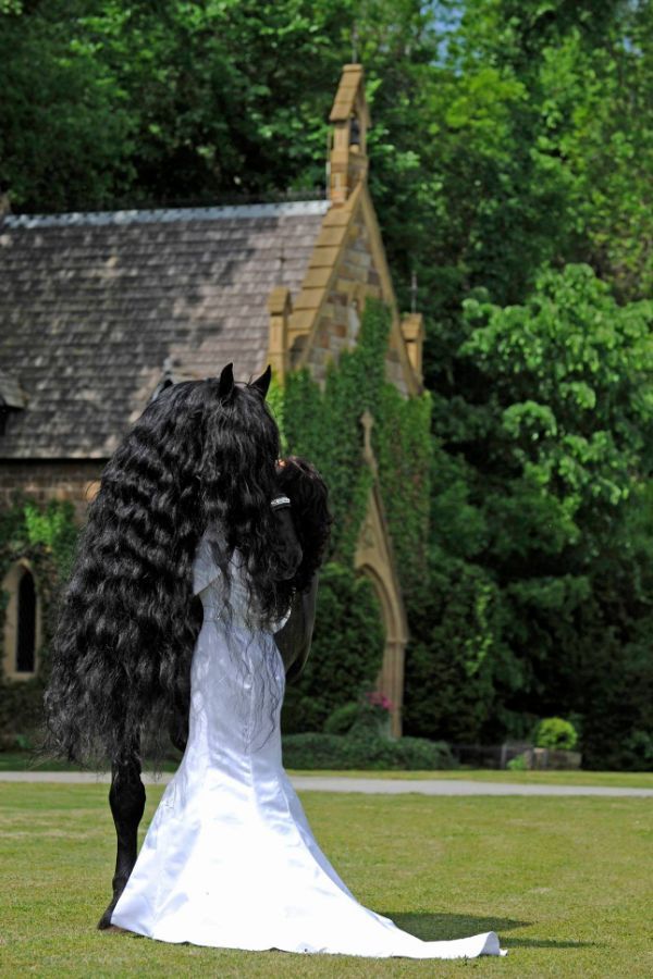 주인피셜 자기가 잘생긴거 알고있는것 같다는 검은색 말.jpg | 인스티즈