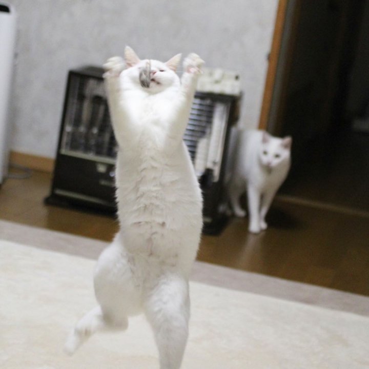 장난감만보면 고장나는 고양이 | 인스티즈