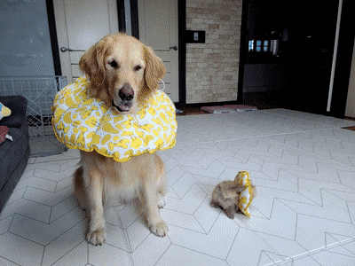 댕댕이 넥카라 후기.jpg | 인스티즈