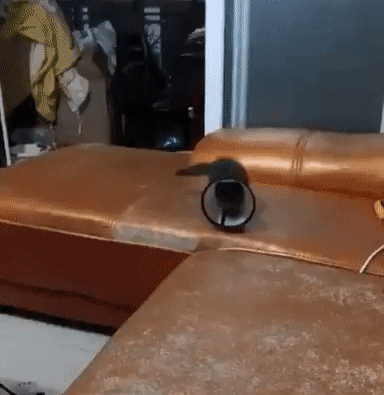 넥카라의 위험성 | 인스티즈