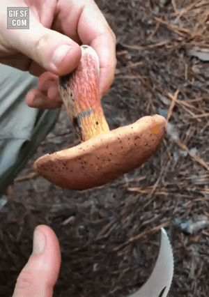 완벽한 독버섯.gif | 인스티즈