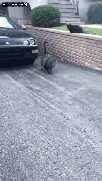 푸짐한 길고양이.gif | 인스티즈