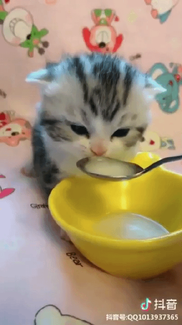 우유먹는 새끼고양이....gif | 인스티즈