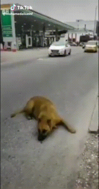 개들한텐 정말 위험한 인도의 도로 | 인스티즈