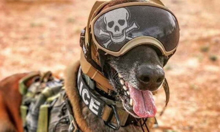 의외로 개들이 보급받는거 | 인스티즈