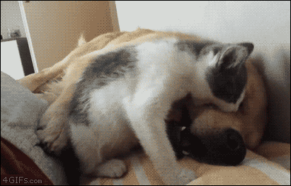 귀찮게 하는 고양이 제압하는 골든 리트리버 댕댕이.gif | 인스티즈