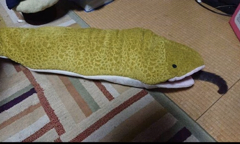 뱀에게 잡아먹히는 고양이.jpg | 인스티즈