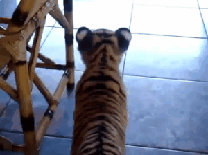 호랑이 이겨먹는 치와와 ㅋㅋㅋㅋㅋㅋ...gif | 인스티즈