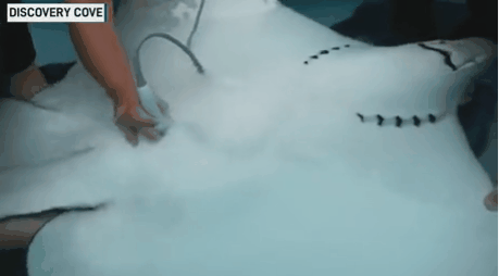 출산하는 가오리 | 인스티즈