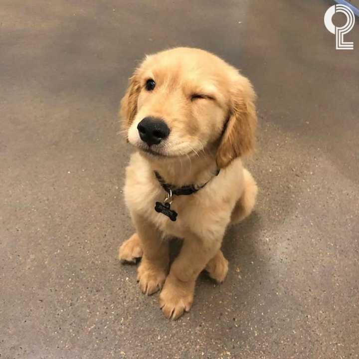 댕댕이들의 윙크 | 인스티즈