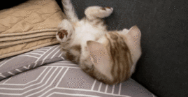 자기 꼬리가 신기한 새끼고양이 | 인스티즈