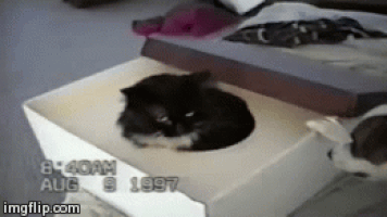 냥아치한테 맞고사는 댕댕이ㅜㅜ | 인스티즈