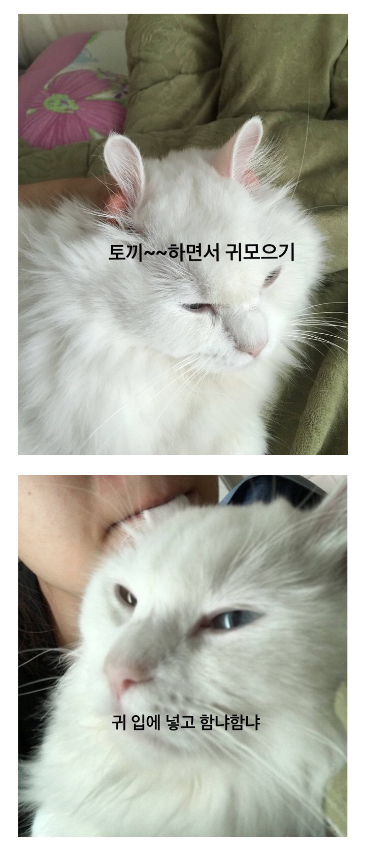 고양이 키우는 사람들이 하는 짓.jpg | 인스티즈