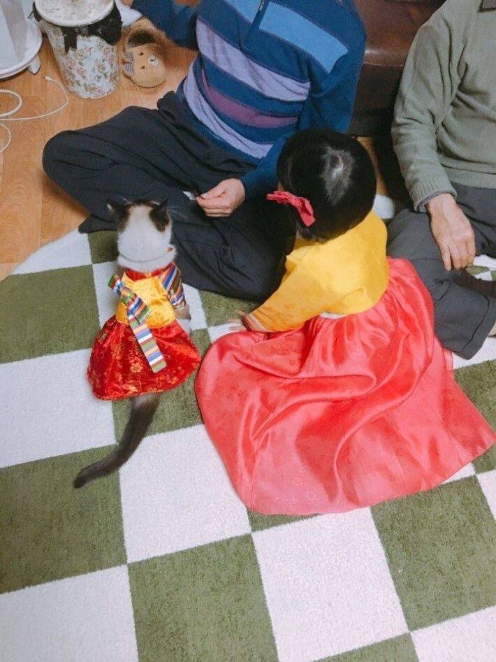 세뱃돈 받는 고양이 .jpg | 인스티즈