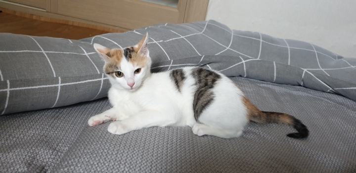 멋대로 들어온 고양이 안나간지 53일차 (짤있음 데이터 조심) | 인스티즈