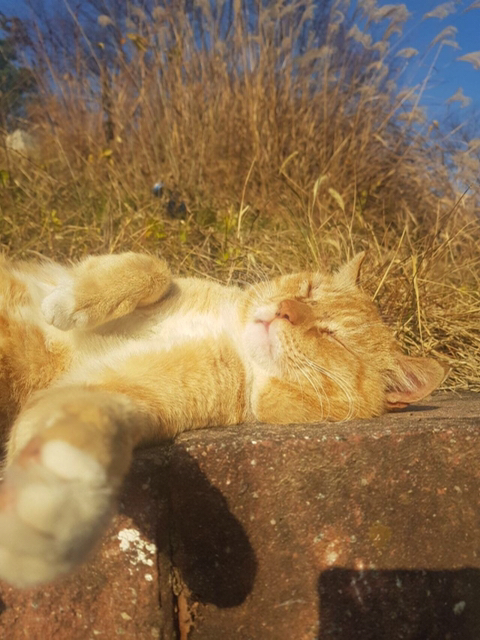 낮잠 자는 냥이 .jpg | 인스티즈