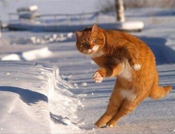 이상한 동물 피규어 모음.jpg | 인스티즈