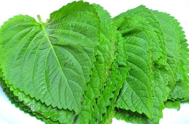 참치김밥에 깻잎이 들어가는 이유 .JPG | 인스티즈