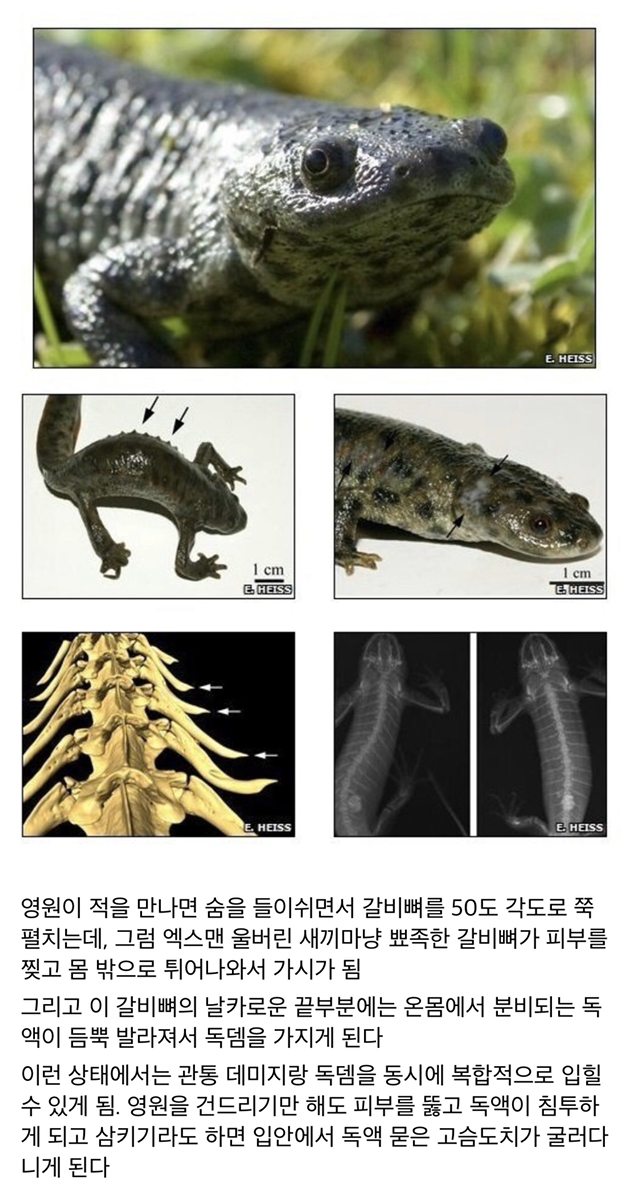 기묘한 현실 저그 | 인스티즈