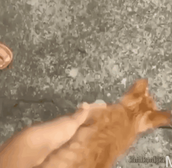 가랏 고양이몬! 몸통 박치기! | 인스티즈