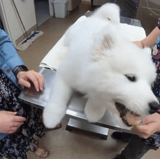 동물병원에서도 얌전한 사모예드 댕댕이.gif | 인스티즈