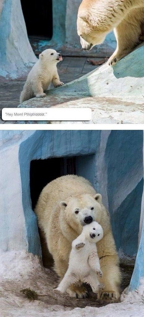 엄마 놀리는 아기북극곰 | 인스티즈