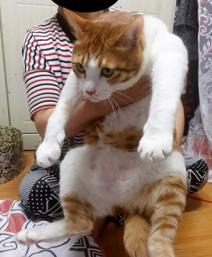 고양이 확대범 | 인스티즈