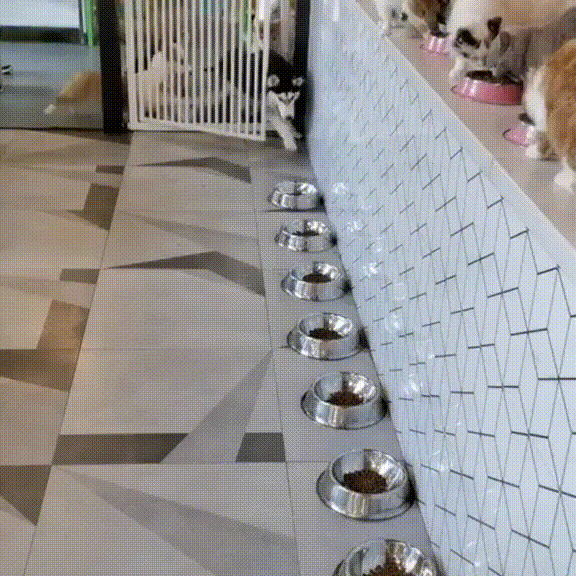 참 다른 댕댕이와 고양이 밥 먹는 모습.gif | 인스티즈