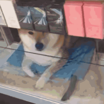 손님맞이하는 시바견 | 인스티즈