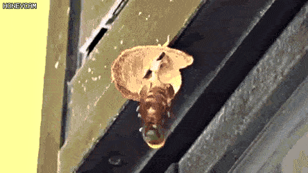 벌집 만드는 말벌 | 인스티즈