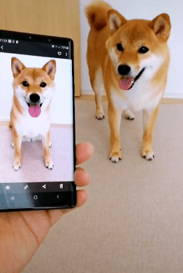 사진 보고 따라하는 댕댕이.gif | 인스티즈