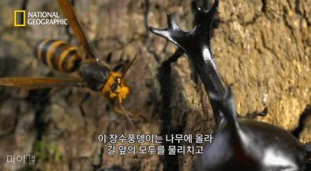 말벌 vs 장수풍뎅이 세기의 대결 | 인스티즈