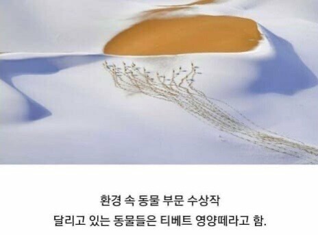 2019 야생 동물 사진 최우수상 모음 | 인스티즈