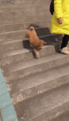 계단을 무서워하는 아기 멍뭉이를 위한 주인의 특별교육 | 인스티즈