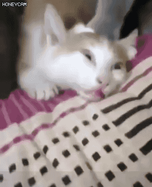 고장이 잘나는 고양이 모음.gif | 인스티즈