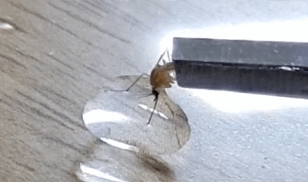 유부녀 강제로 술 먹이기.gif | 인스티즈